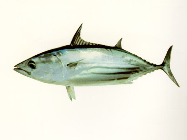 Katsuwonus pelamis