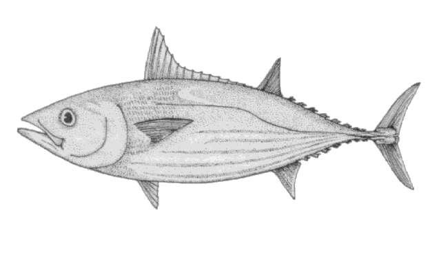 Katsuwonus pelamis