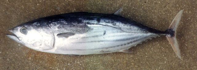 Katsuwonus pelamis