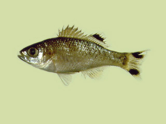 Kuhlia rupestris