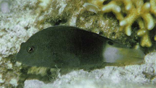 Labracinus atrofasciatus