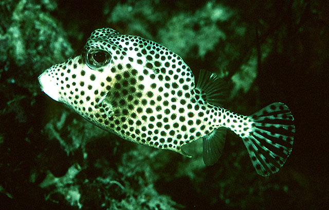 Lactophrys bicaudalis