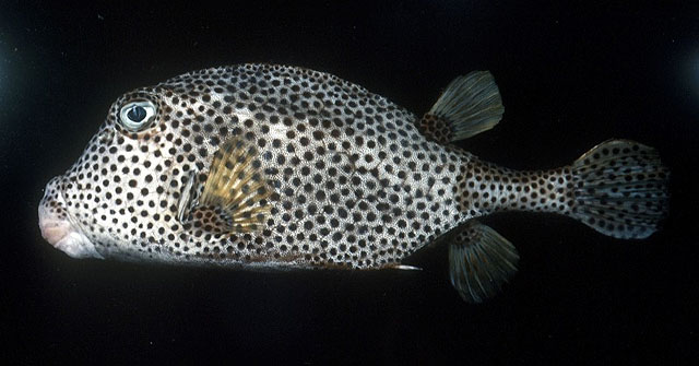 Lactophrys bicaudalis