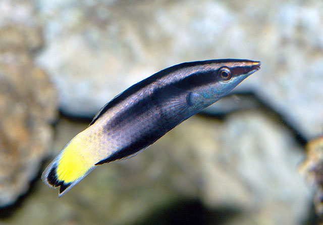 Labroides bicolor