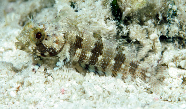 Gobioclinus bucciferus
