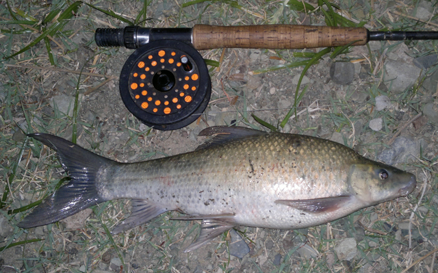 Labeo capensis