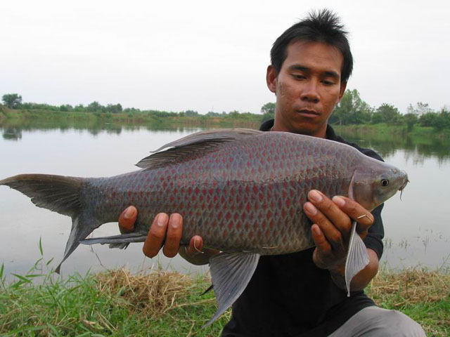 Labeo chrysophekadion