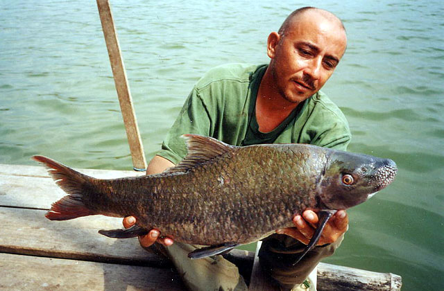 Labeo chrysophekadion