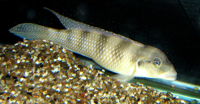 Lamprologus congoensis