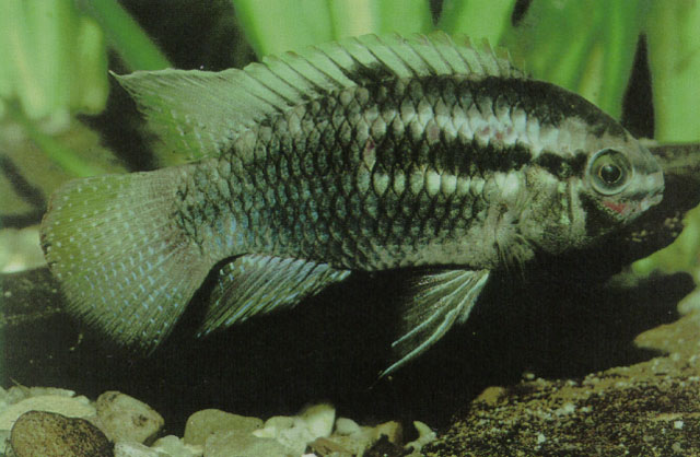 Laetacara curviceps