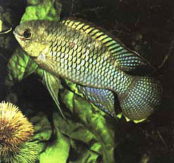 Laetacara curviceps