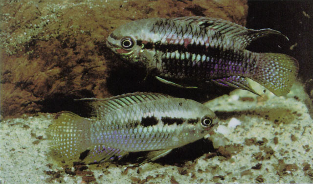 Laetacara curviceps