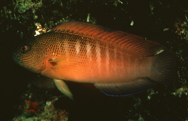 Labracinus cyclophthalmus