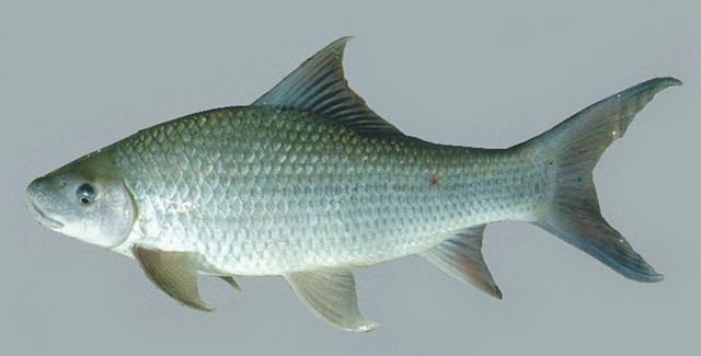 Labeo dyocheilus