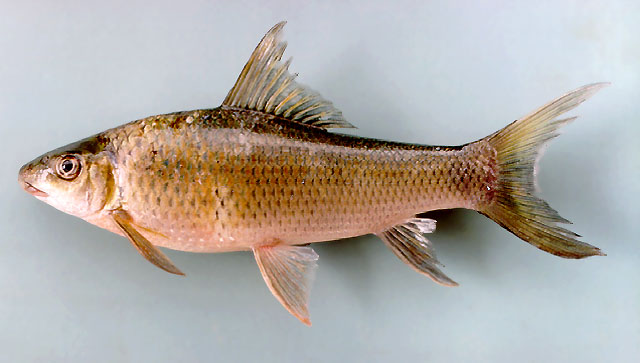 Labeo erythropterus