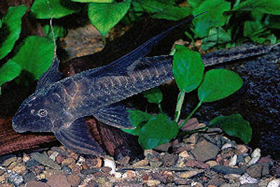 Lamontichthys filamentosus