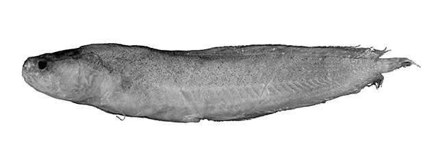 Lapitaichthys frickei