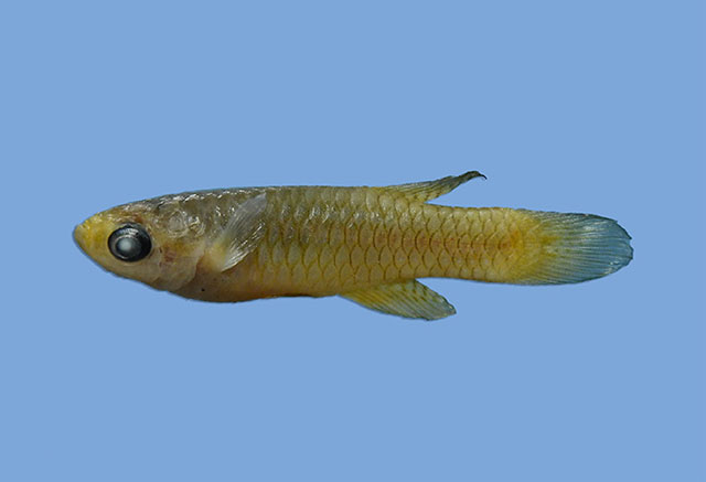 Lagem_m1.jpg