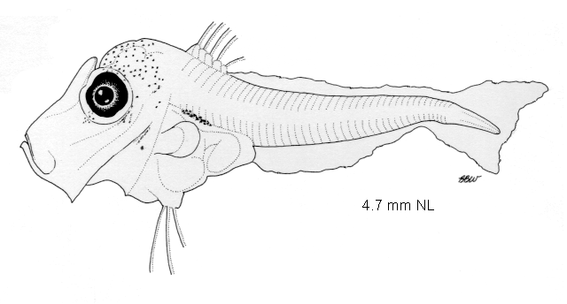 Lampris guttatus