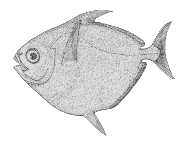 Lampris guttatus