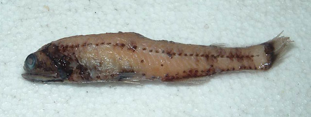 Lampanyctus iselinoides