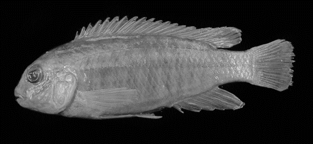 Labidochromis mbenjii