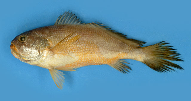 Larimichthys pamoides