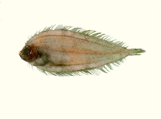 Laeops parviceps