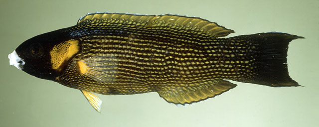 Labropsis polynesica