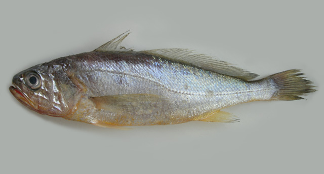 Larimichthys polyactis