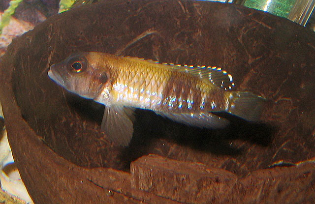 Lamprologus speciosus