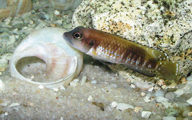 Lamprologus speciosus