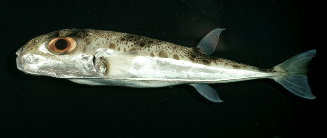 Lagocephalus suezensis