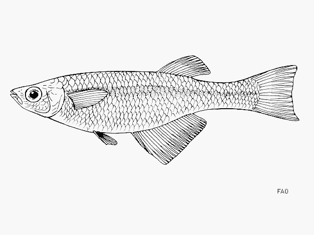 Lamprichthys tanganicanus