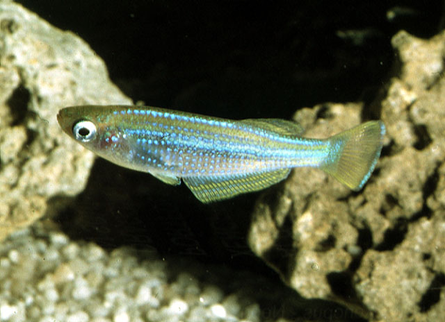 Lamprichthys tanganicanus