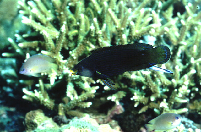 Labrichthys unilineatus