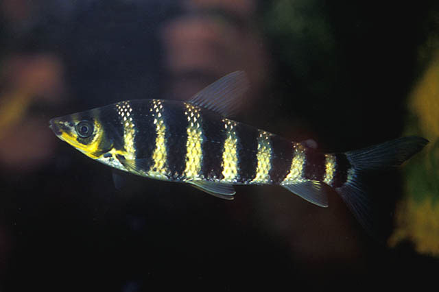 Leporinus affinis