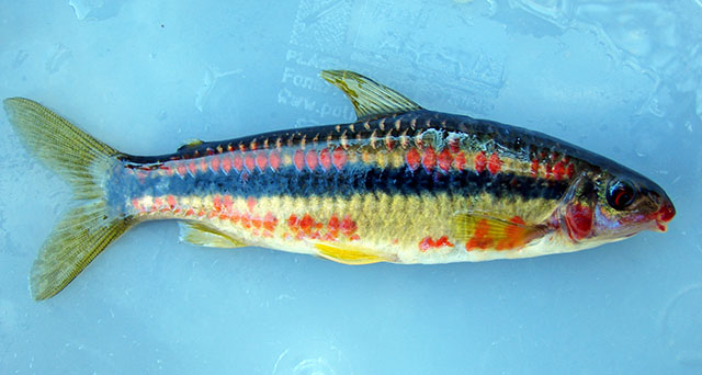 Leporinus amae