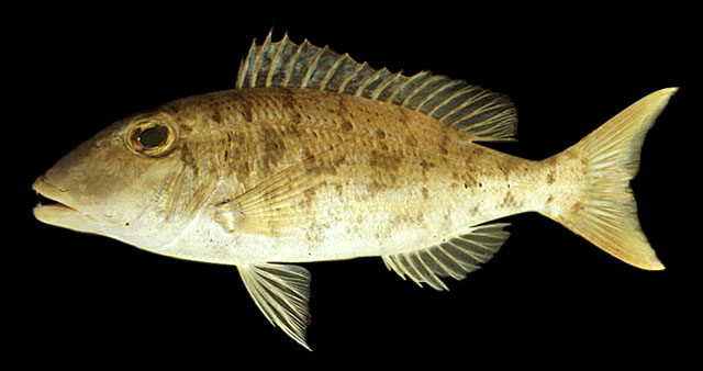 Lethrinus ravus