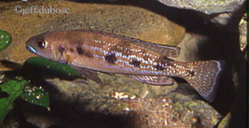 Lepidiolamprologus attenuatus