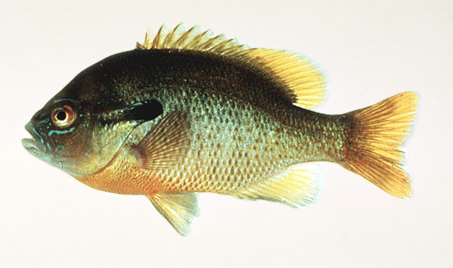 Lepomis auritus