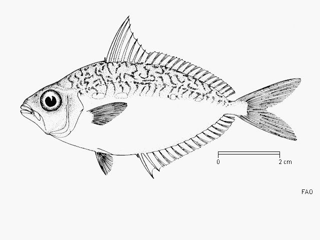 Equulites berbis