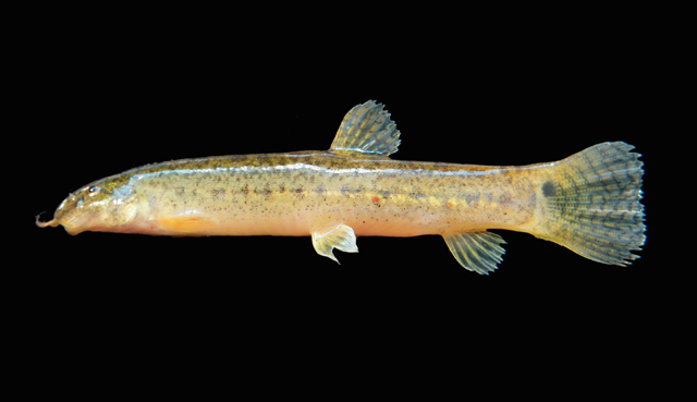 Lepidocephalichthys berdmorei