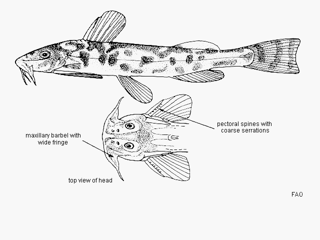 Zaireichthys rotundiceps