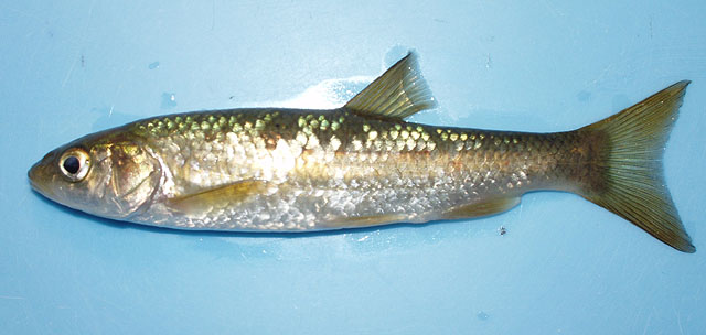 Squalius carolitertii