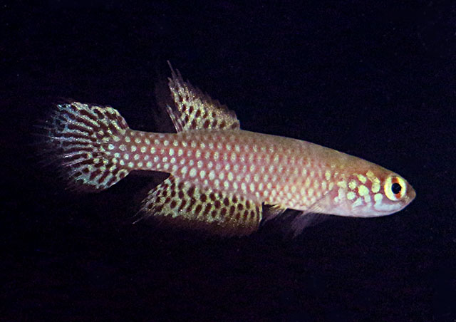 Leptolebias citrinipinnis