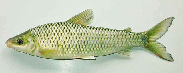 Megaleporinus conirostris