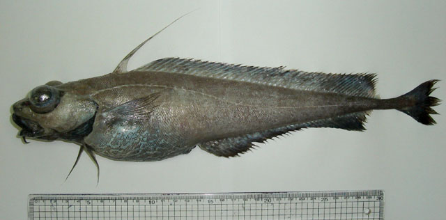 Lepidion ensiferus