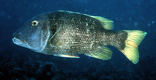 Lethrinus erythracanthus