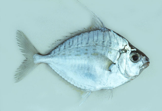 Aurigequula fasciata